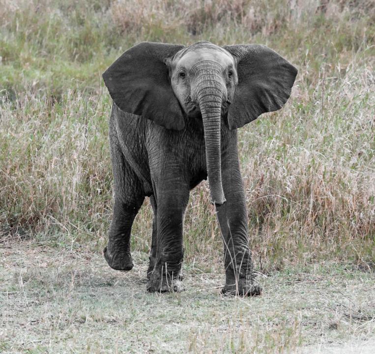 Baby Elephant Serengeti | Shutterbug